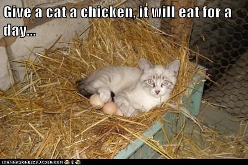Give a cat a chicken