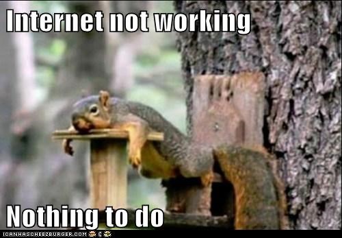 Animal Capshunz: Try to Find a Solution on the Inter... Oh