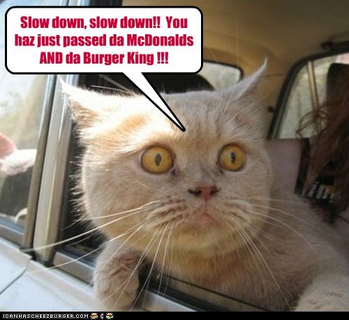 Slow down, slow down!!  You haz just passed da McDonalds AND da Burger King !!!