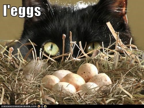 l'eggs