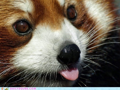 Squee Spree: Red Panda Wins!