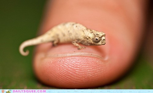 Manicure Lizard