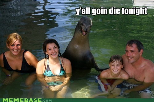 Killer Seal