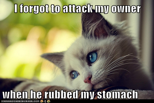 Animal Memes: First World Cat Problems - Now He Knows I Like It