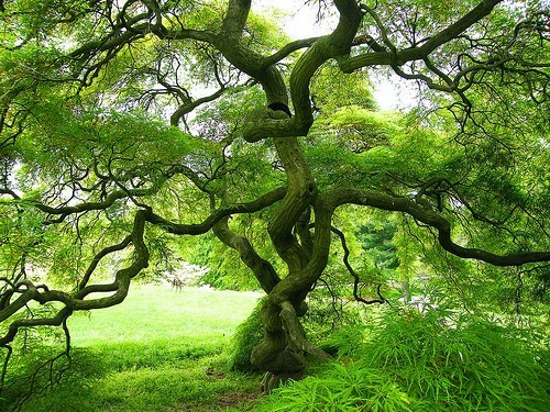 Spider Tree, Japan