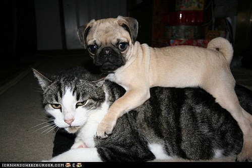Goggies R Owr Friends: Ai Iz Nawt Ur Nobul Steed, So Get Awf!
