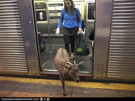 Around the Interwebs: Cocoa the Pizza Goat Roams New York City