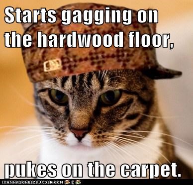 Scumbag Cat:At Least the Colors Match