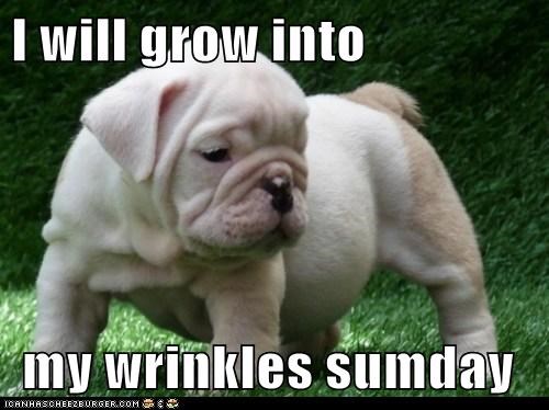 Cyoot Puppy ob teh Day: Sumday