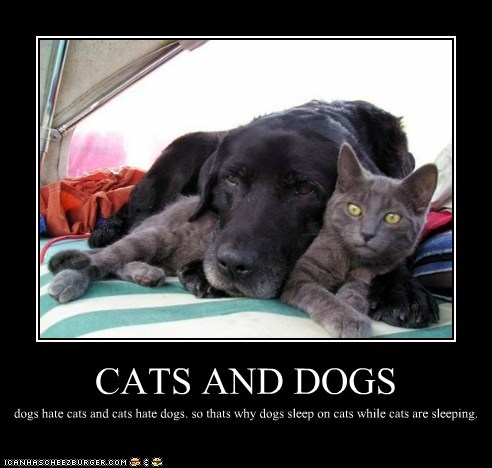 CATS AND DOGS