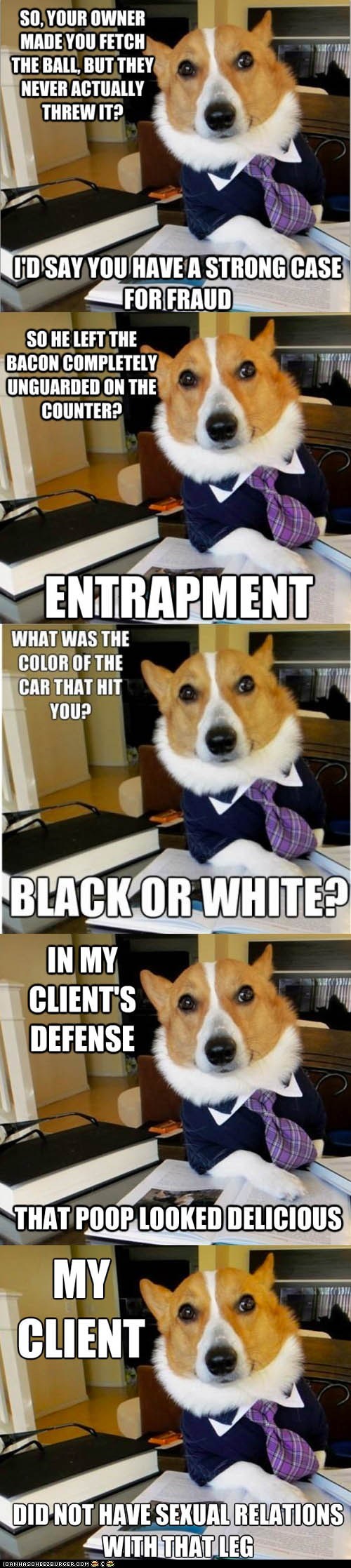 Animal Memes: Meet Lawyer Dog