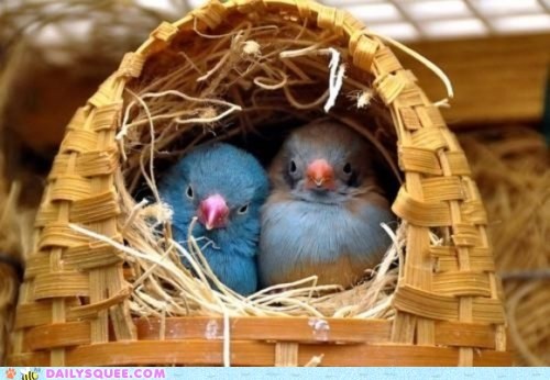Nesting Pair