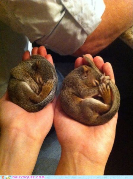 Pocket Warmers