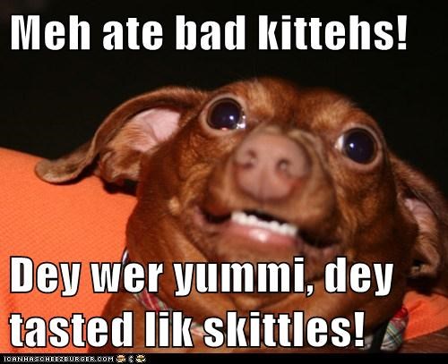 Meh ate bad kittehs!  Dey wer yummi, dey tasted lik skittles!