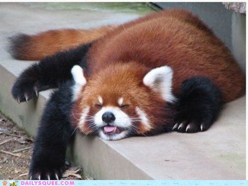 Squee Spree: Derpy Panda