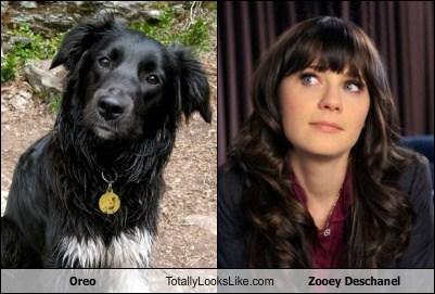 Oreo Totally Looks Like Zooey Deschanel