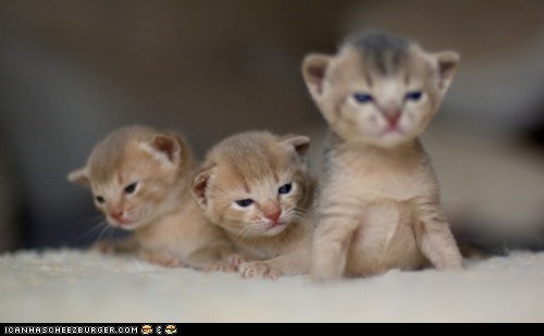 Cyoot Kittehs of teh Day: Triumvirate of *SPLORT*