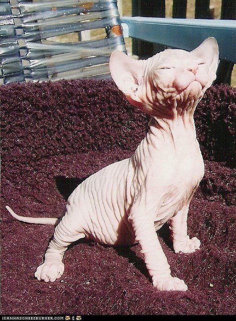 Cyoot Kitteh of teh Day: The Sun on My Skin