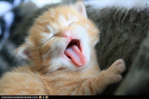 Cyoot Kitteh of teh Day: Can I Sleep In on Caturday???