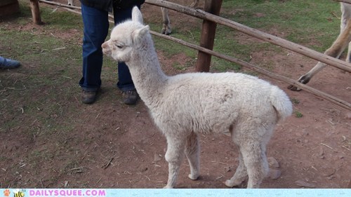 Daily Squee: Baby Fuzz Machine