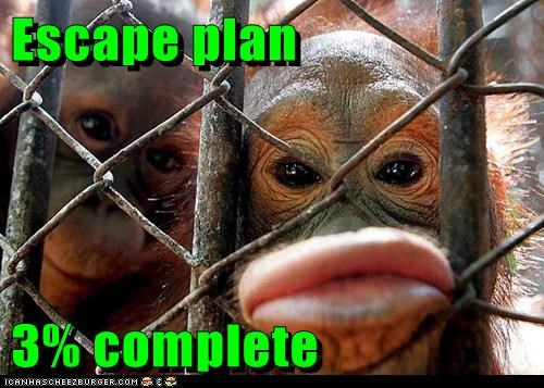 Animal Capshunz: Almost There