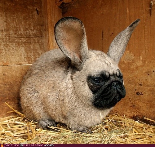 A Puggit? No, A Rabbug