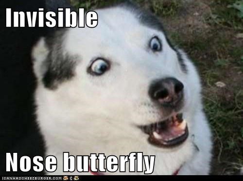 I Has A Hotdog: I can feelz it but kant seez it