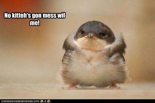 I Iz Super Tuff Guy