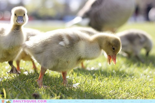 Gosling Attack!