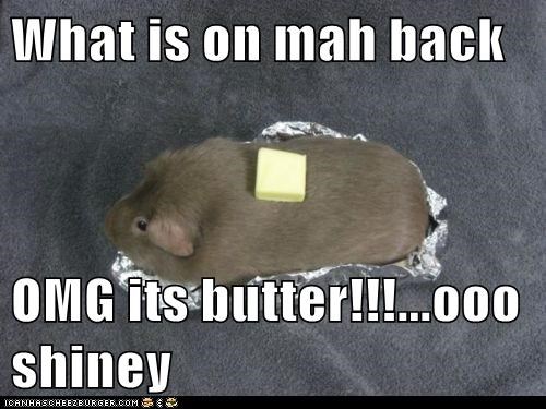 What is on mah back  OMG its butter!!!...ooo shiney