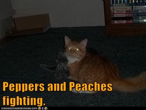 Peppers and Peaches fighting.