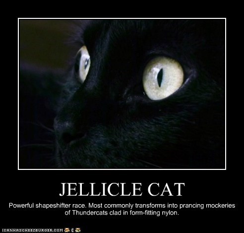 JELLICLE CAT