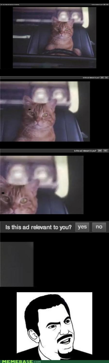 Am I a Cat?!
