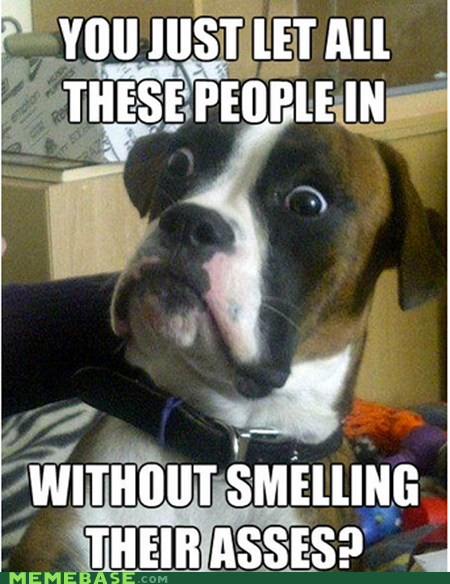 Dumbstruck Dog Is Not a Risktaker