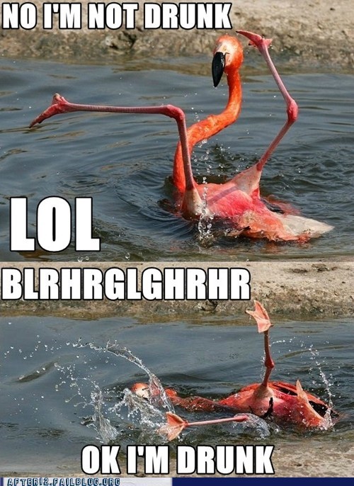 After 12: Crunk Critters: "Check Me Out, I Can Flamingo Dance!"