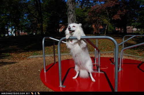 Goggie ob teh Week: Merry-Go-Round