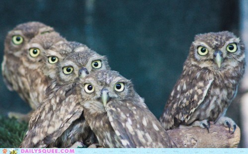Daily Squee: Owls and Owls and Owls and Owls