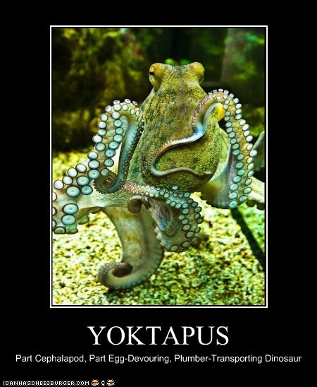 YOKTAPUS