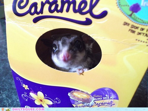 Reader Squees: Wanda's Hiding Spot