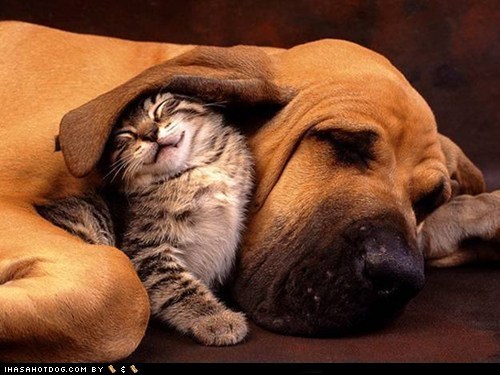 Kittehs R Owr Friends: Lend Me Your Ear