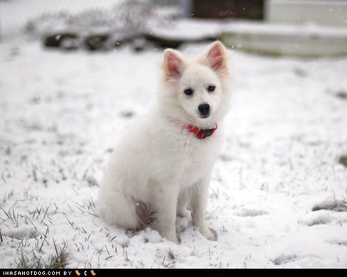 Goggie ob teh Week: Snow Day!