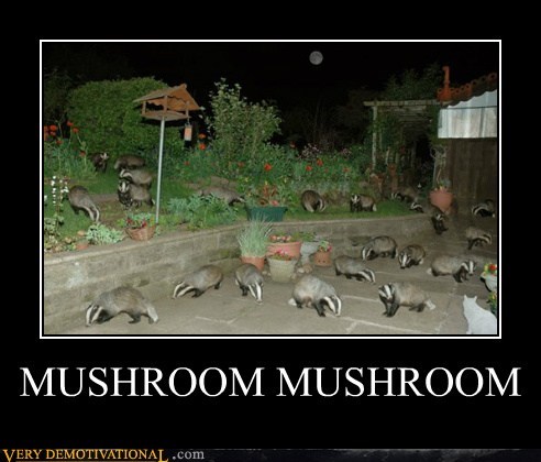 MUSHROOM MUSHROOM