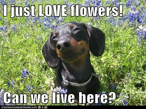 I just LOVE flowers!  Can we live here?