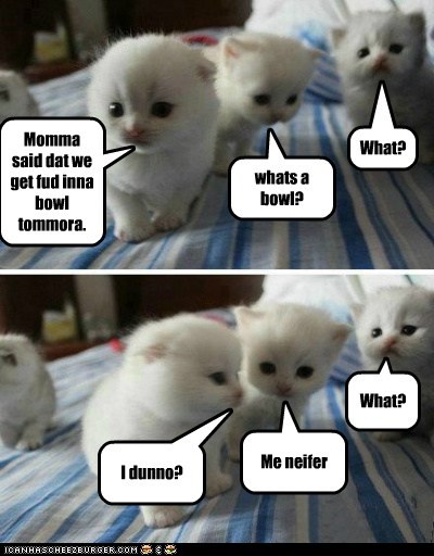 Lolcats: What?
