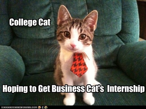 College Cat