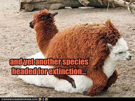 and yet another species headed for extinction...