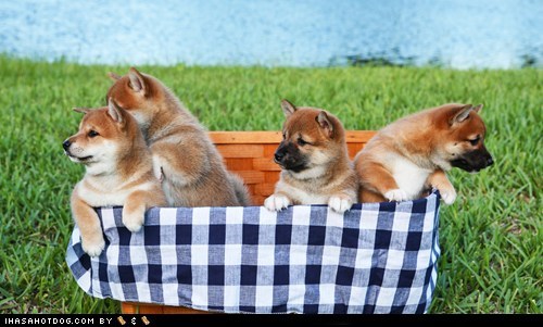 Cyoot Puppy ob teh Day: Picnic Anyone?