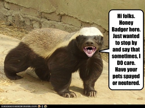 Animal Capshunz: Honey Badger PSA