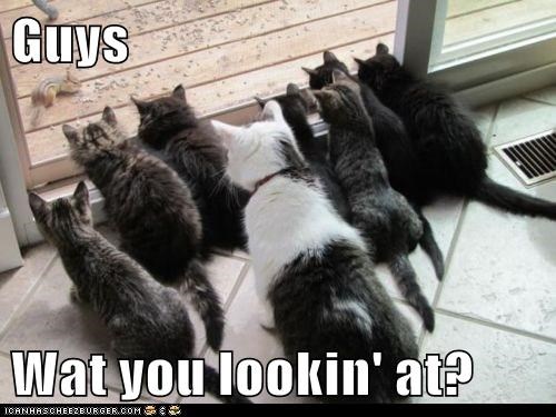 Guys  Wat you lookin' at?