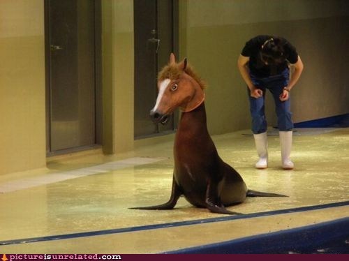 Animal Cosplay